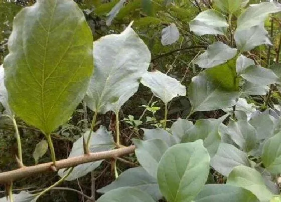 植物种类|柘木是保护植物吗