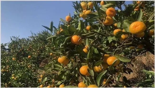 降低柑橘种植效益的因素 | 耕种资料