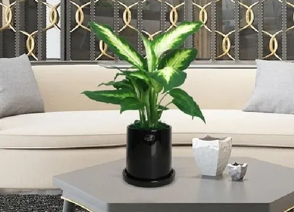 植物移栽|万年青怎么分株方法