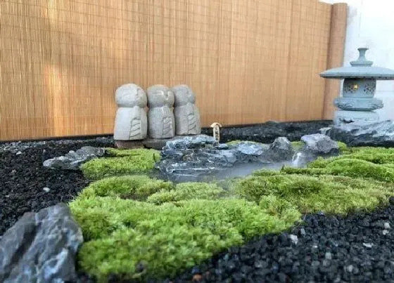植物种类|苔藓是裸子植物吗