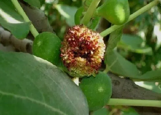 植物百科|无花果会开花吗 开花的颜色与样子