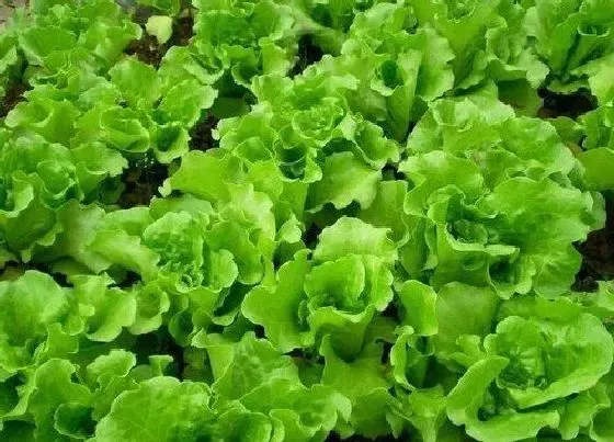种植管理|生菜种植间距是多少