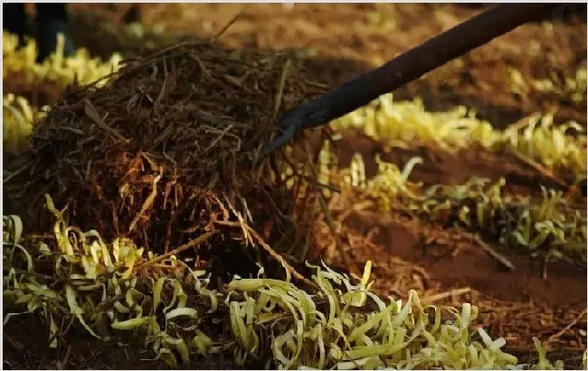 桔梗种植技术 种植桔梗有哪些要点？ | 农业科普