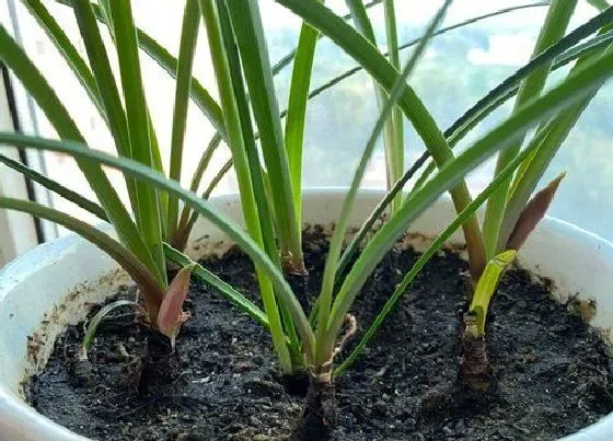 种植管理|风雨兰适合什么季节种 什么温度适合种球栽种