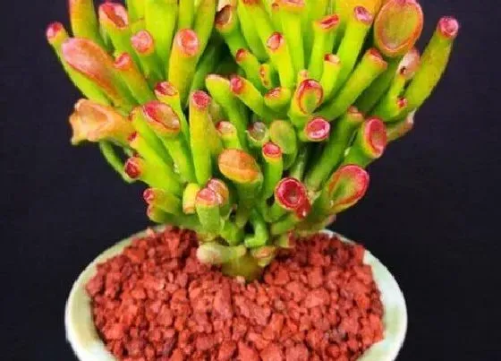 种植土壤|多肉植物适合什么土种植