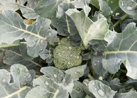 种植管理|西兰花生长期多长时间