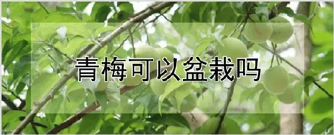 青梅可以盆栽吗 | 种植资料