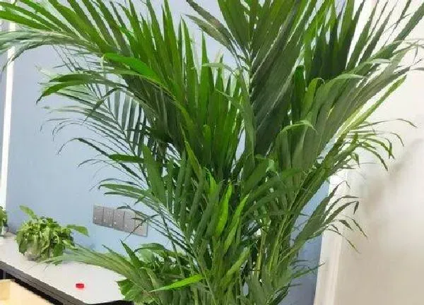 植物浇水|凤尾竹几天浇一次水 春夏秋冬各不同