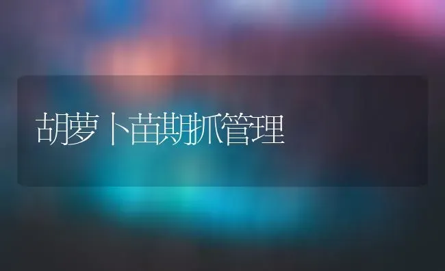 胡萝卜苗期抓管理 | 蔬菜种植