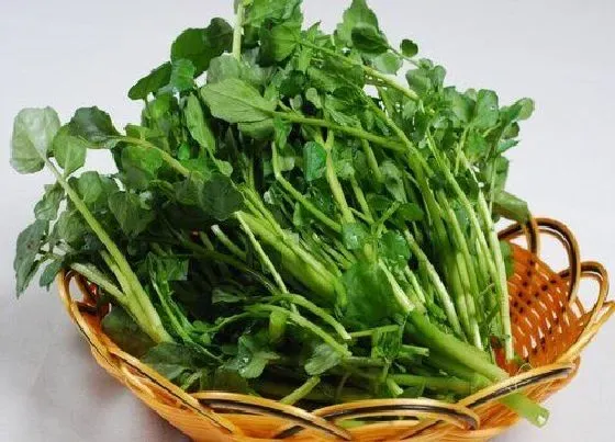 植物百科|西洋菜又叫什么菜