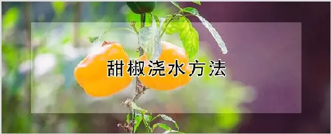 甜椒浇水方法 | 种植技术