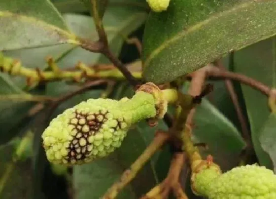 植物虫害|荔枝病虫害防治技术与方法措施