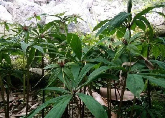 种植土壤|重楼适合什么土壤种植