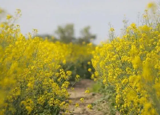 根部|油菜是什么根系的植物