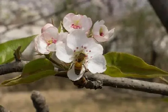 开花时间|苹果花什么季节开花 开花月份