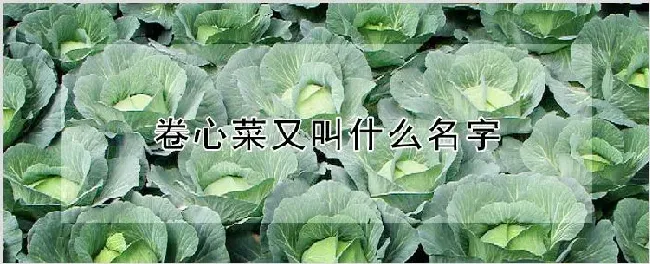 卷心菜又叫什么名字 | 种植技术