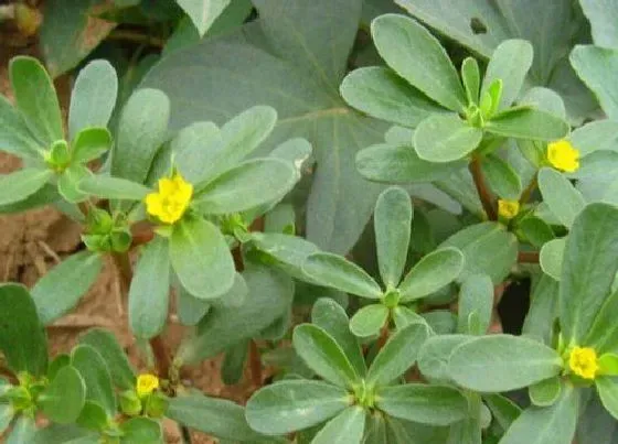 冬天植物|马齿苋冬天会死吗 盆栽马齿苋能过冬吗