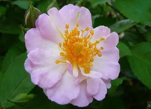 植物浇水|蔷薇花多久浇一次水