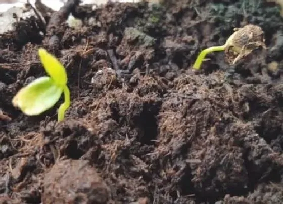 植物播种|百香果什么时候播种最好