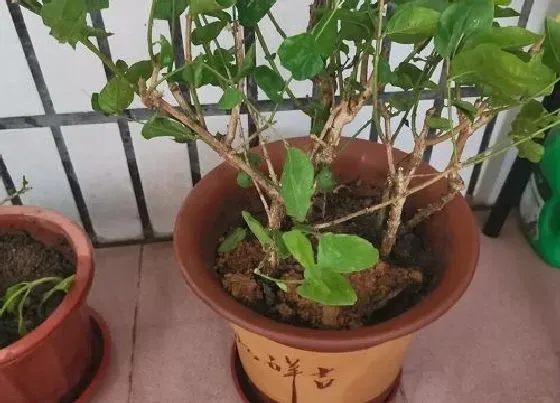 种植土壤|盆栽茉莉适合什么土种植