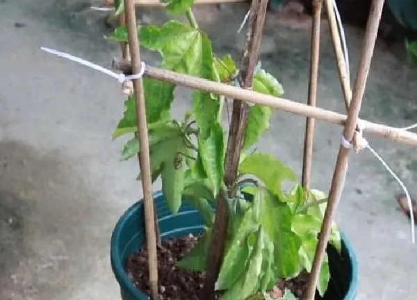 植物浇水|百香果要几天浇一次水 春夏秋冬各不同