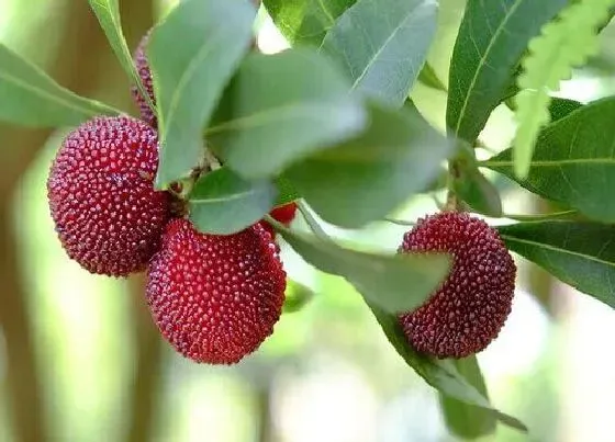 植物排行|杨梅品种排名 目前市场上最受欢迎的杨梅品种