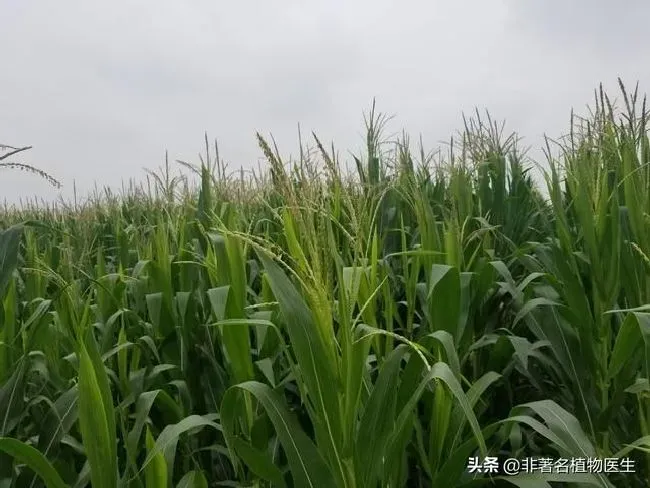 种植管理|下雨对玉米授粉有影响吗，授粉期连续降雨影响产量吗）