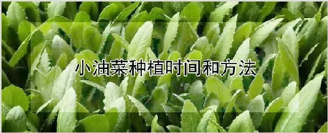 小油菜种植时间和方法 | 农业科普