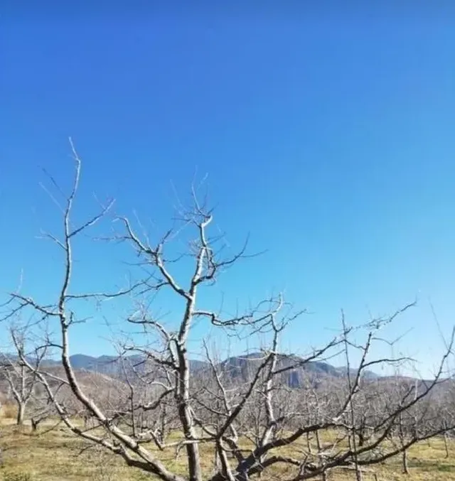 植物修剪|樱桃树冬季剪枝方法，红灯大樱桃修剪管理方法）