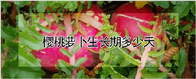樱桃萝卜生长期多少天 | 种植资料