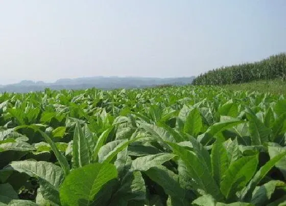 植物百科|烟叶是什么植物类别