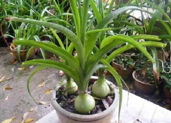 植物百科|葫芦兰会开花吗 在什么时候开花