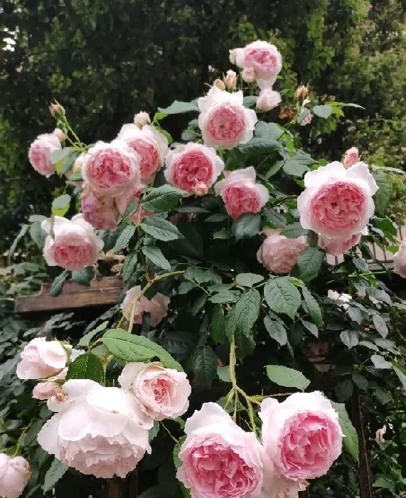 植物百科|威基伍德月季优缺点介绍（粉伍德在两广种植养护怎么样）