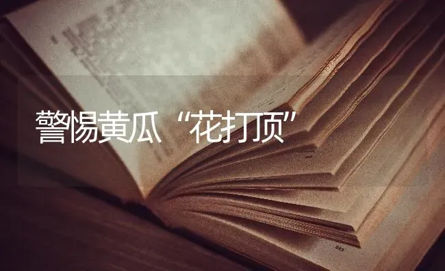 警惕黄瓜“花打顶” | 蔬菜种植