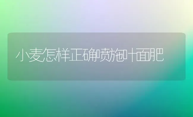 小麦怎样正确喷施叶面肥 | 粮油作物种植