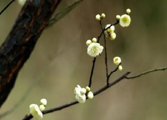 植物修剪|干枝梅什么时候剪枝合适