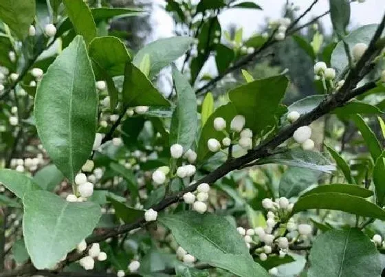 开花时间|蜜桔什么时候开花