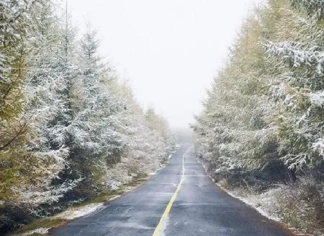 冬天植物|全国多地迎入秋后首场降雪 各地陆续迎来降雪