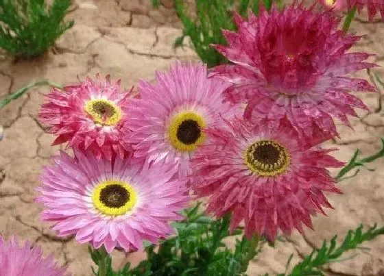 不开花|松叶菊为什么不开花