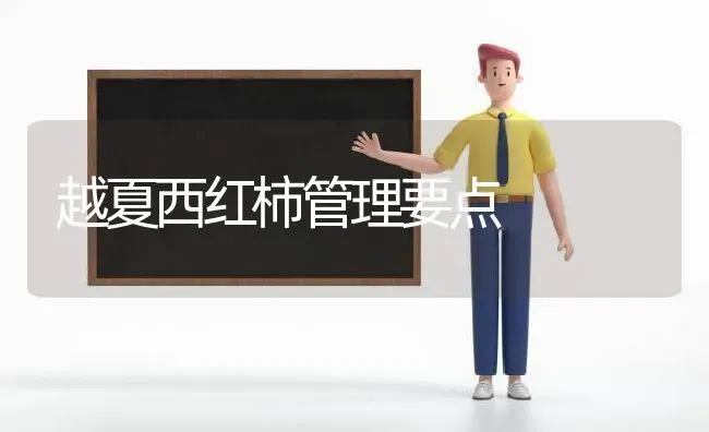 越夏西红柿管理要点 | 蔬菜种植