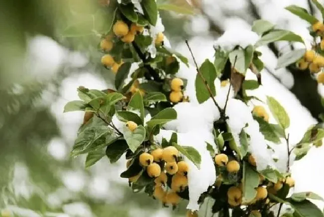 冬天植物|全国多地迎入秋后首场降雪 各地陆续迎来降雪