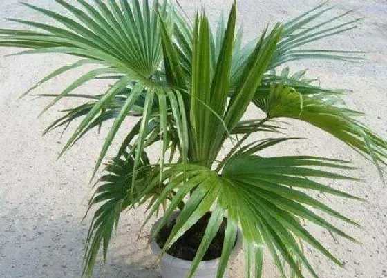 植物排行|棕榈科植物有哪些