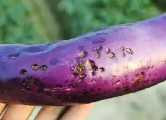 植物虫害|茄子病虫害防治方法 综合预防技术措施