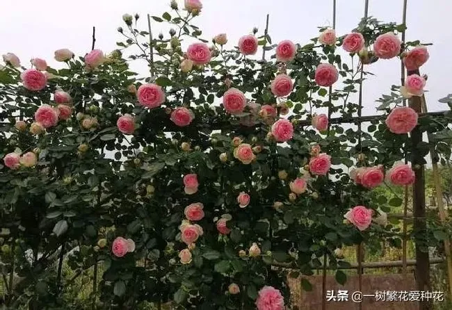 植物百科|龙沙宝石月季优缺点（龙沙宝石是藤本还是灌木月季图片）