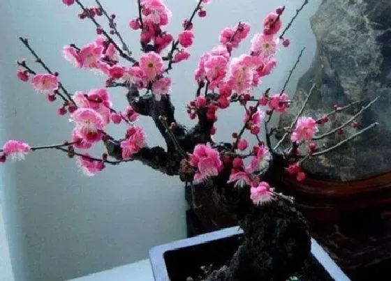 种植管理|腊梅花怎么种植方法和注意事项 家庭养殖腊梅花方法