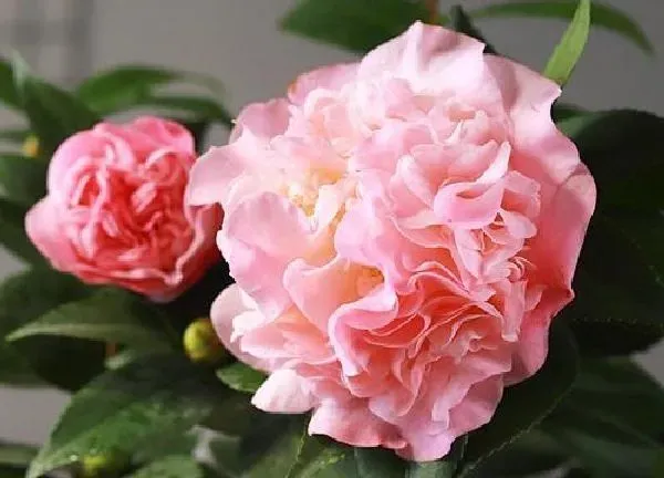 养殖科普|茶花喜阴还是喜阳 喜欢光照还是遮阴