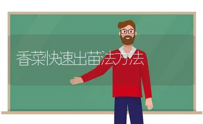 香菜快速出苗法方法 | 蔬菜种植