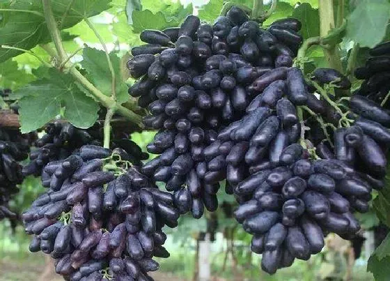 食用常识|葡萄什么季节吃最好