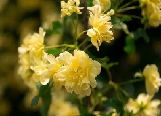 种植管理|木香生长速度快不快 一年长多少