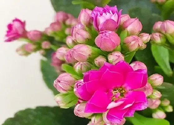 摆放常识|春节期间家里放什么花比较好（过年家里摆放什么花寓意好）